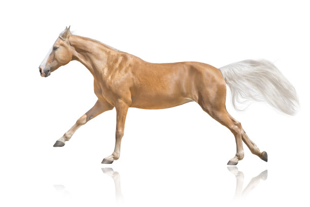 equus