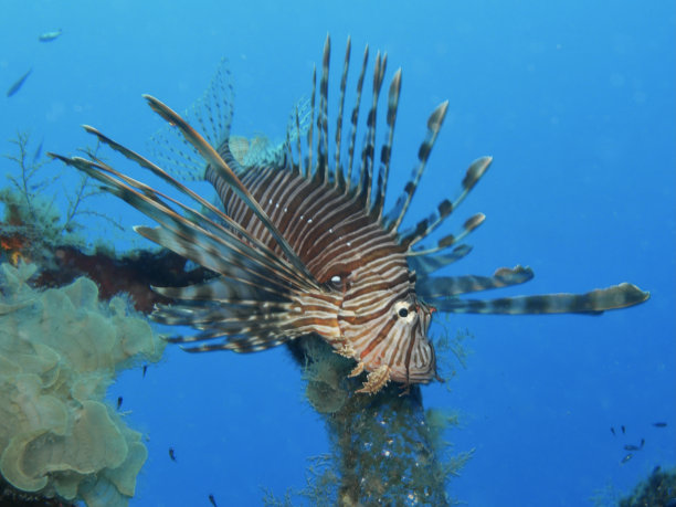 lionfish