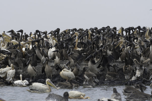 colony