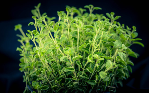 oregano