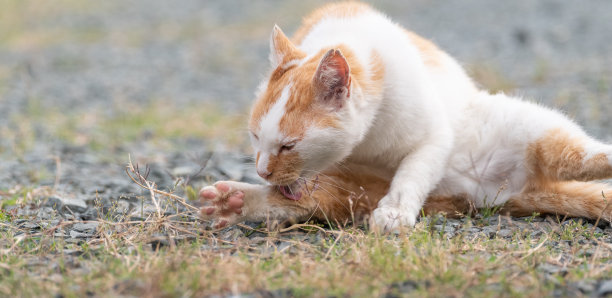 洗脸的猫