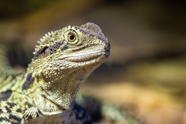 physignathus