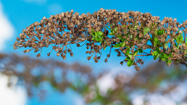 filipendula