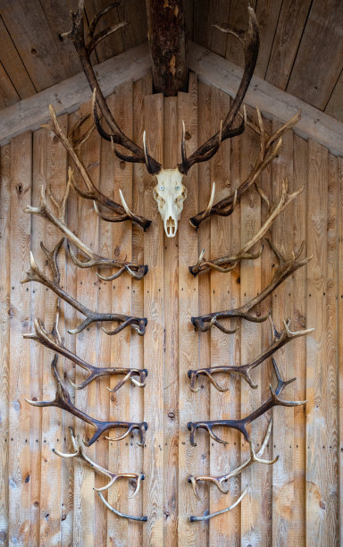 deer
