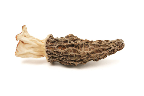 干羊肚菌