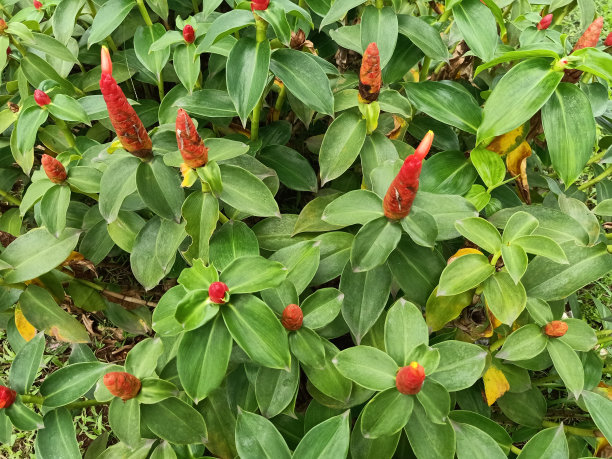 costus