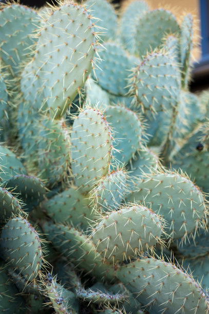 gymnocalycium