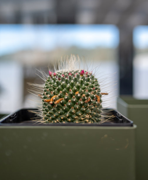cholla