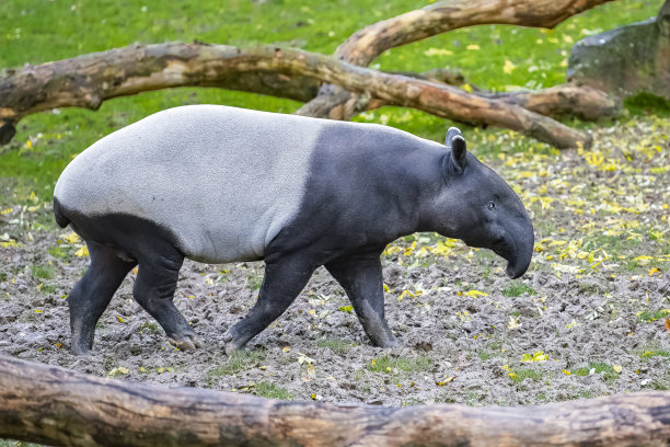 tapir