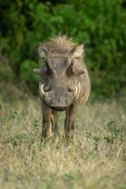 phacochoerus