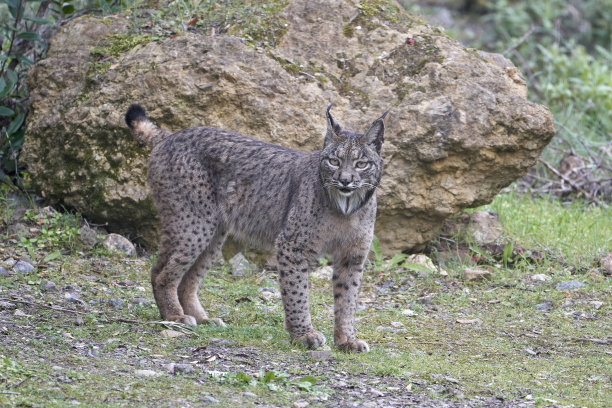 felis