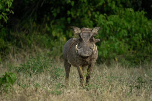 phacochoerus