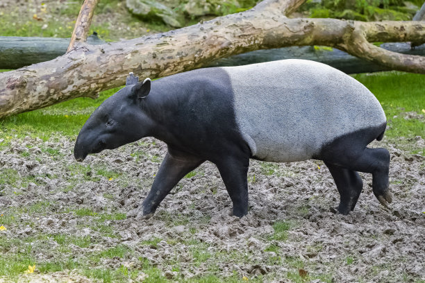 tapir