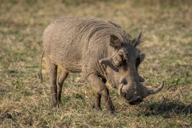 phacochoerus