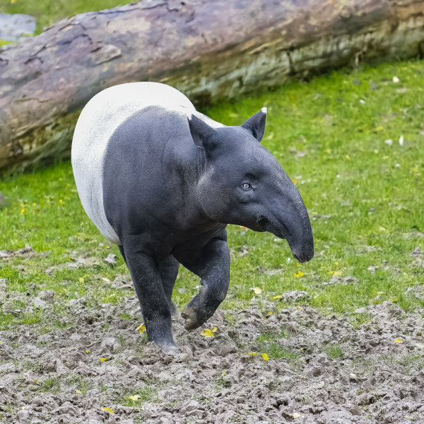 tapir