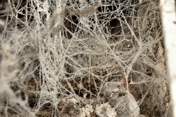 intricate