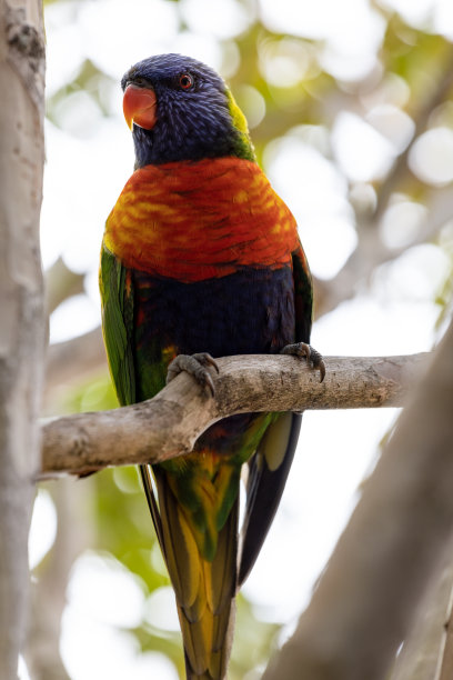 lorikeets