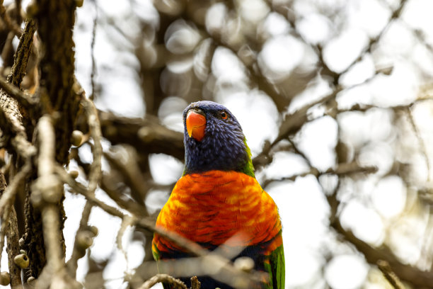 lorikeets