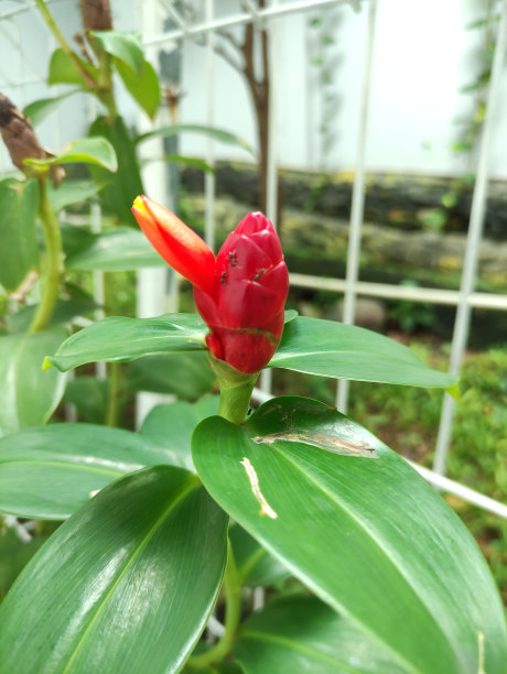 costus