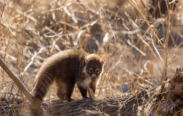 coatimundi