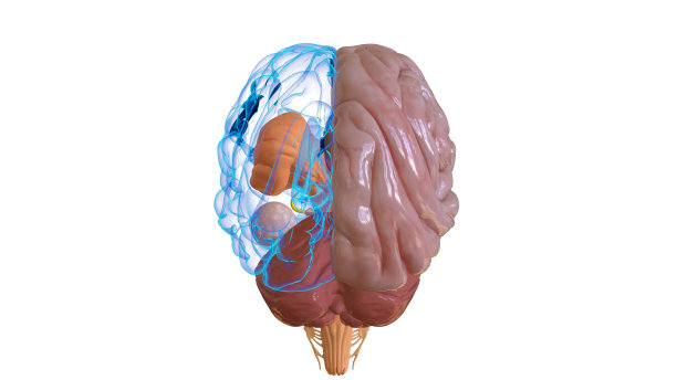cerebrum