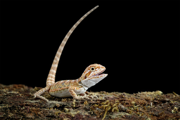 agama