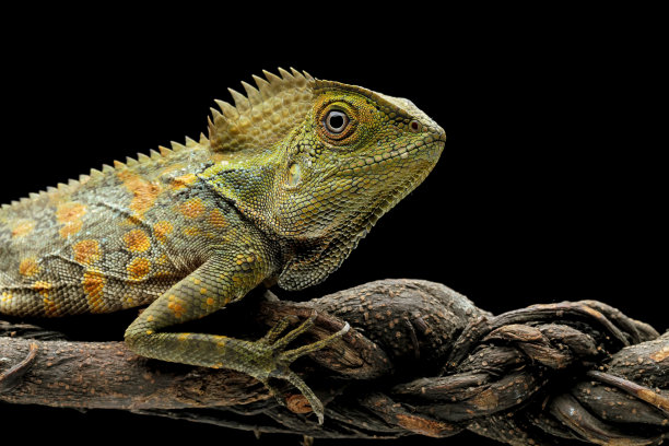 agama