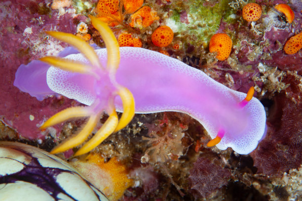 mollusk