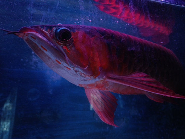 arowana