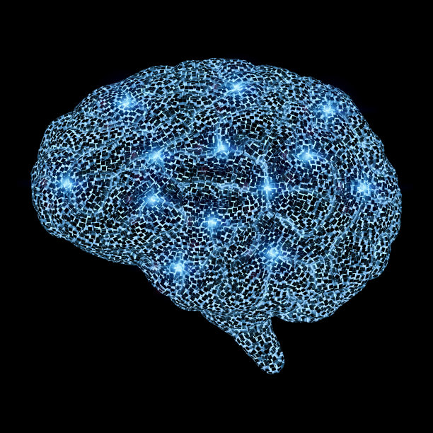 cerebrum