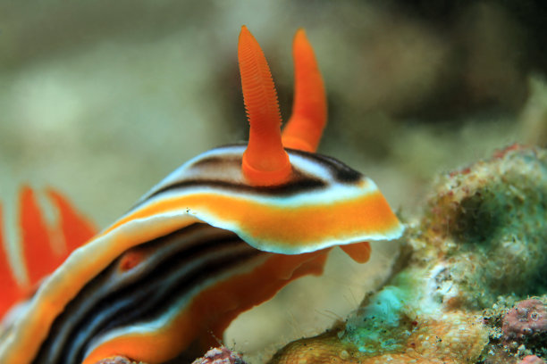 mollusk