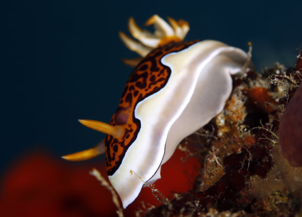 mollusk