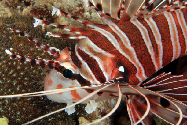 pterois