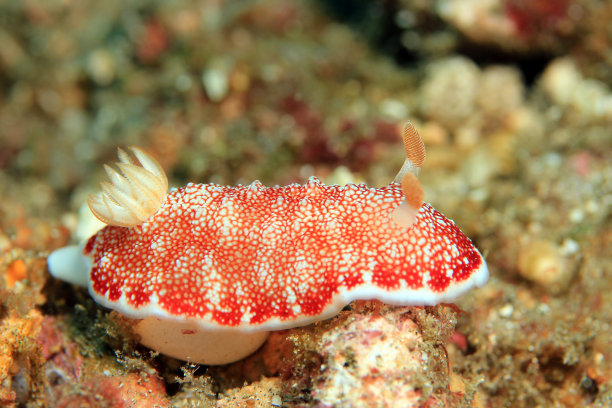 mollusk