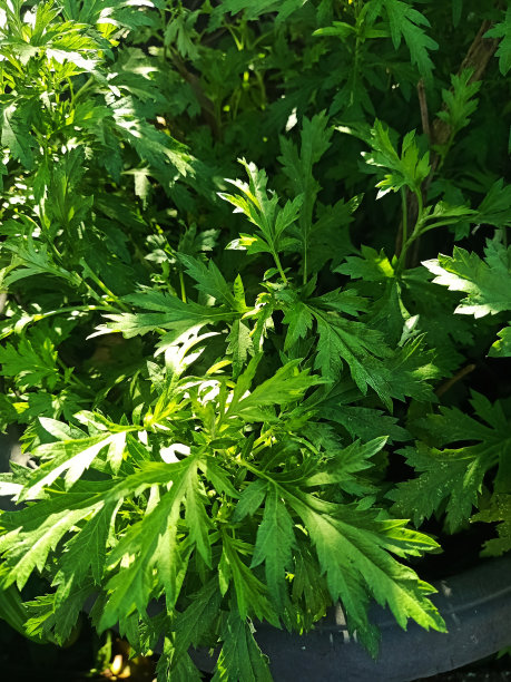wormwood