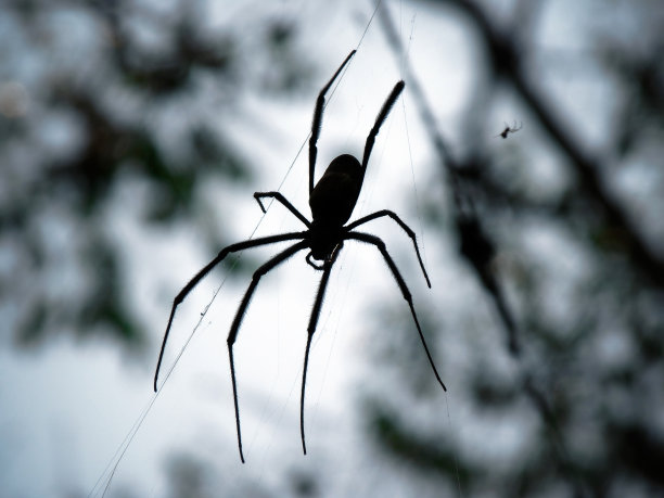 arachnid
