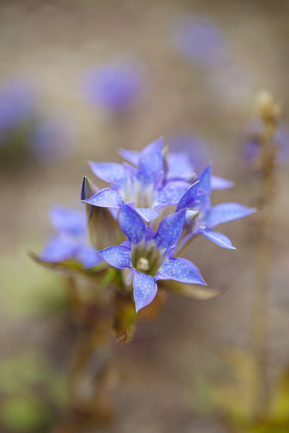 gentian