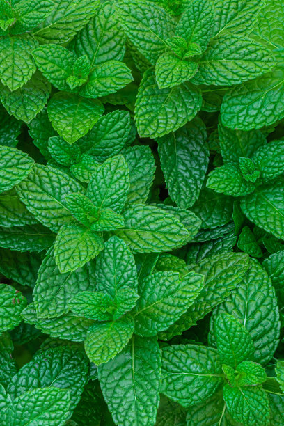 spearmint