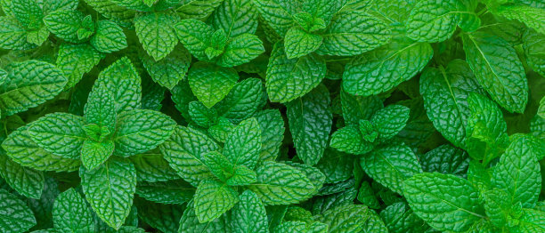 spearmint