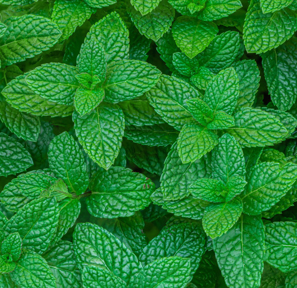 spearmint