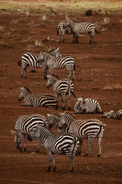 safari