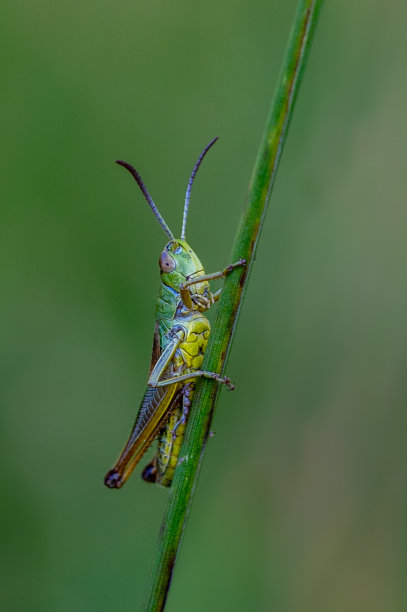 蝗虫养殖