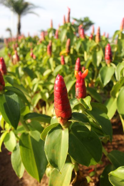 costus