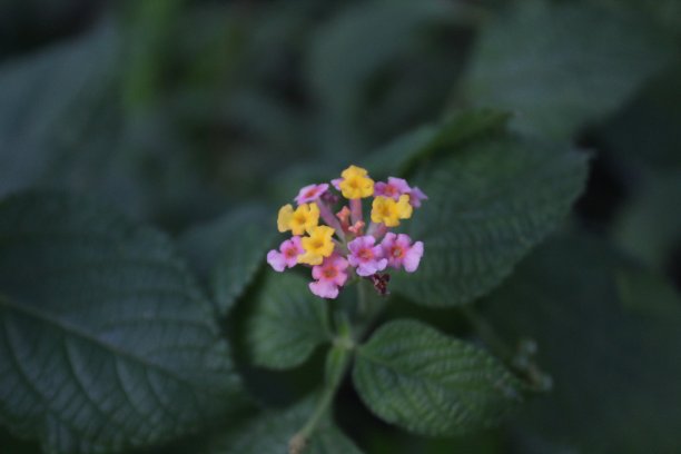 lantana
