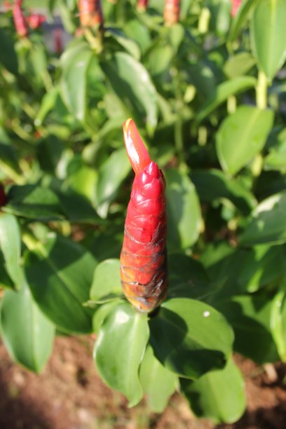 costus