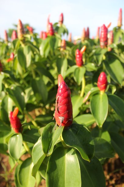 costus