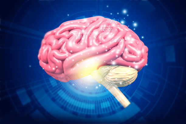cerebrum