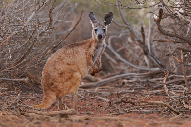 wallaroo