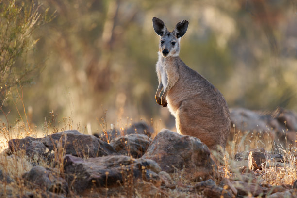 wallaroo