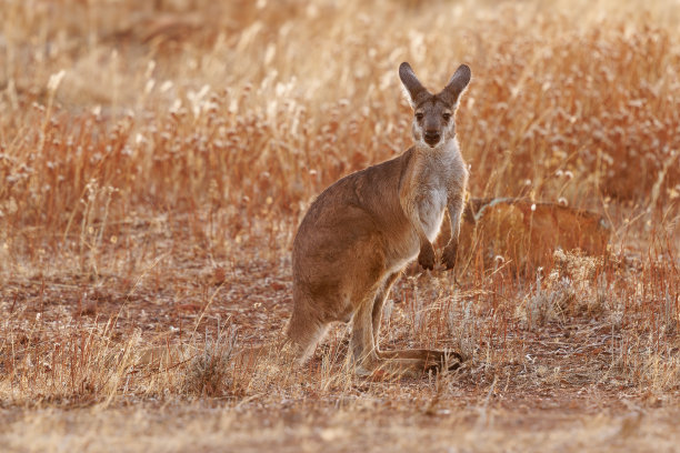 wallaroo